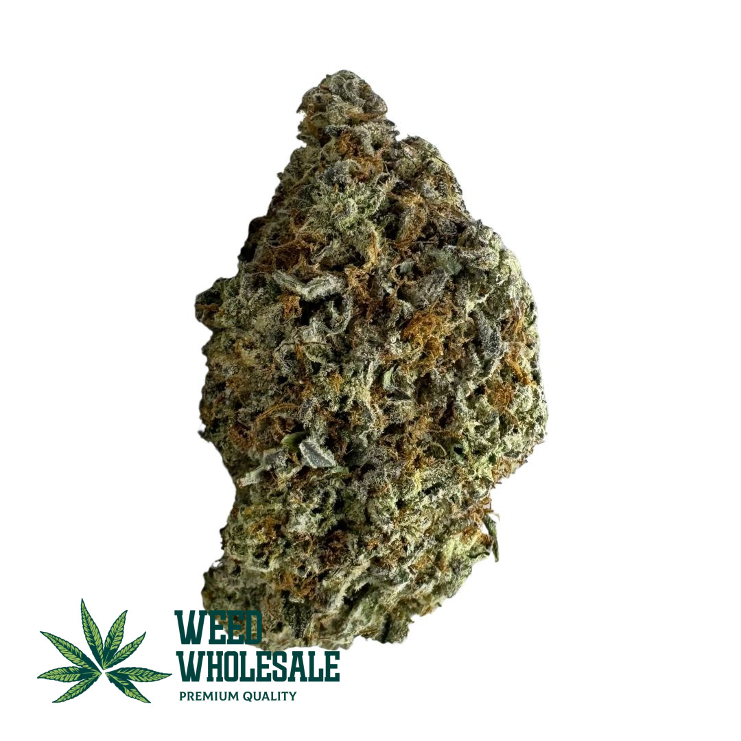Dense Girl Scout Cookies buds with purple hues, orange pistils, and frosty trichome coverage.
