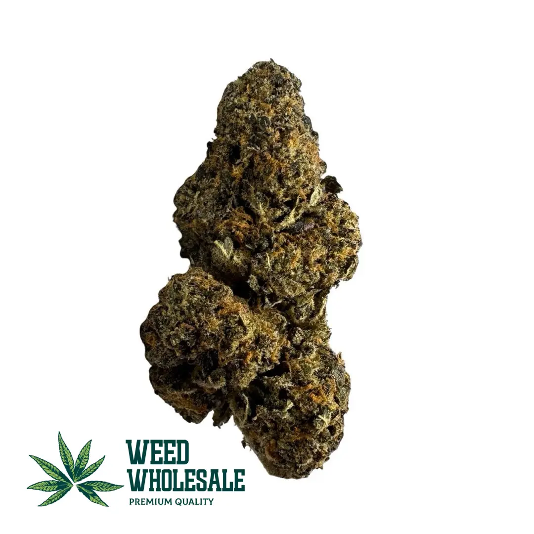 Close-up of Strawberry Cough cross Black Cherry Punch flower, featuring dense purple and forest-green buds, and thick fiery orange hairs.
