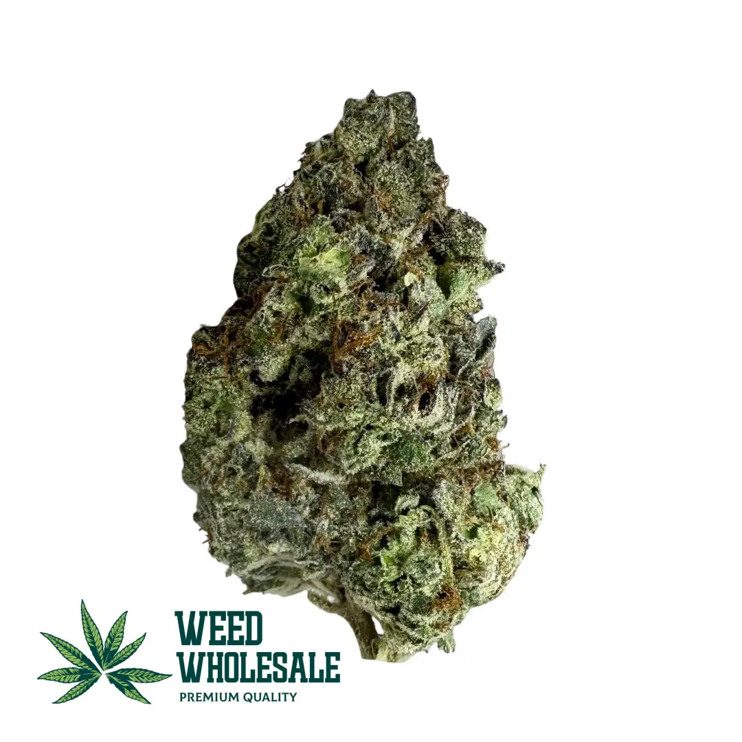 Vibrant Candyland (AAAA) cannabis bud with deep forest green leaves, long golden pistils, and a thick shimmering glaze of sugar-like trichomes.