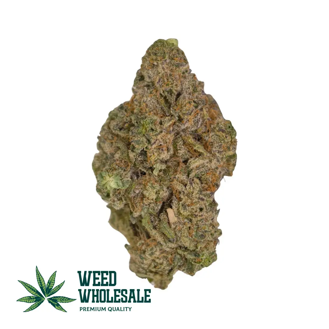Fresh seeded Kush Mints cannabis buds featuring forest-green colouring, purple accents, frosty trichomes, and bright orange pistils.