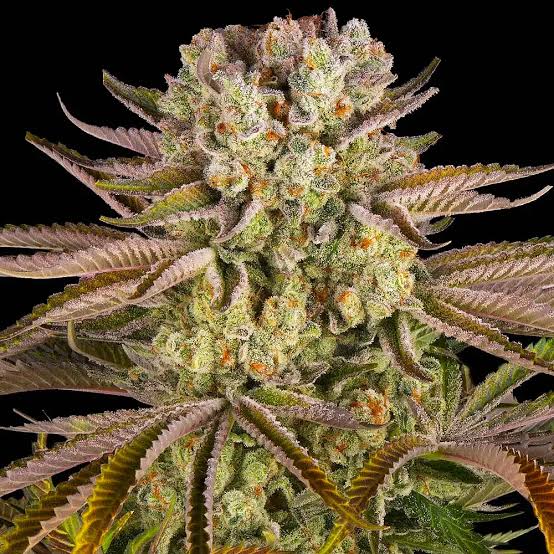 Pineapple express strain plant